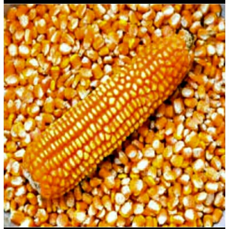 

JAGUNG MURAH 1KG/17 GRAM RP 300