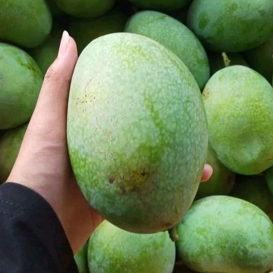 

BUAH MANGGA MANALAGI SUPER MANIS MURAH 1 KG