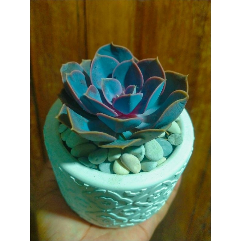 promo tanaman dan pot semen jumbo 10cm