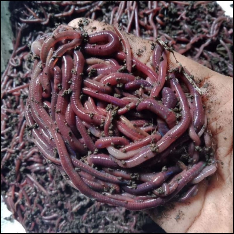 CACING MERAH (ANC) 1KG LEBIH+MEDIA