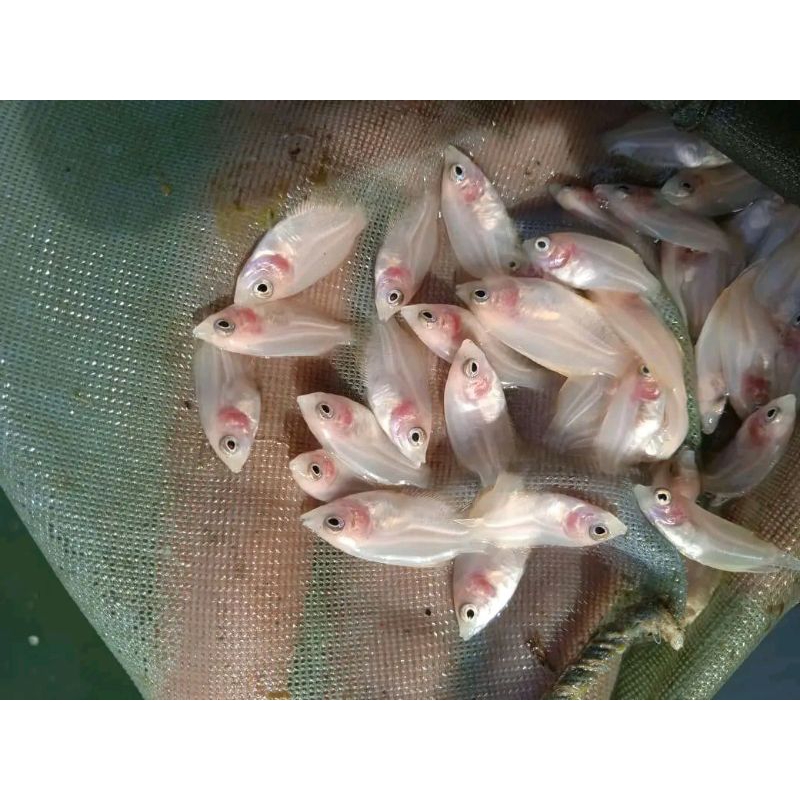 ( BONUS PAKAN ) Paket 100 ekor bibit gurame padang ukuran nguaci