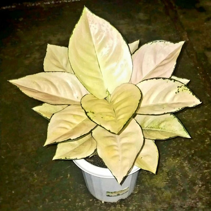 Aglonema Suksom White Remaja 6-8 daun Tanaman Hias Bunga Aglaonema Murah Merah BUKAN bonggol bibit -