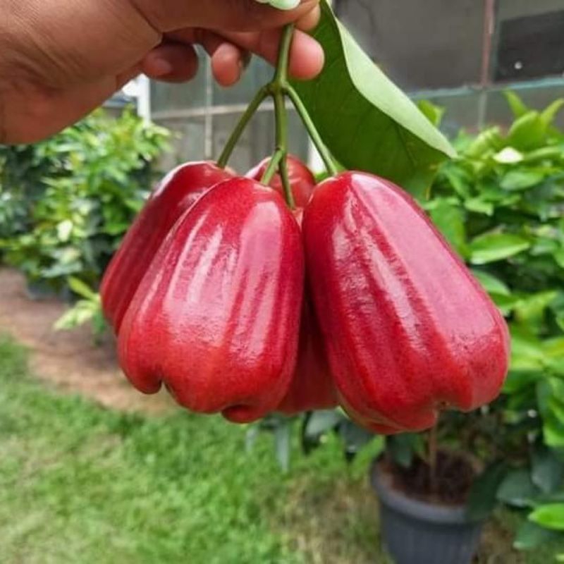 Bibit cangkok jambu air Kesuma Merah