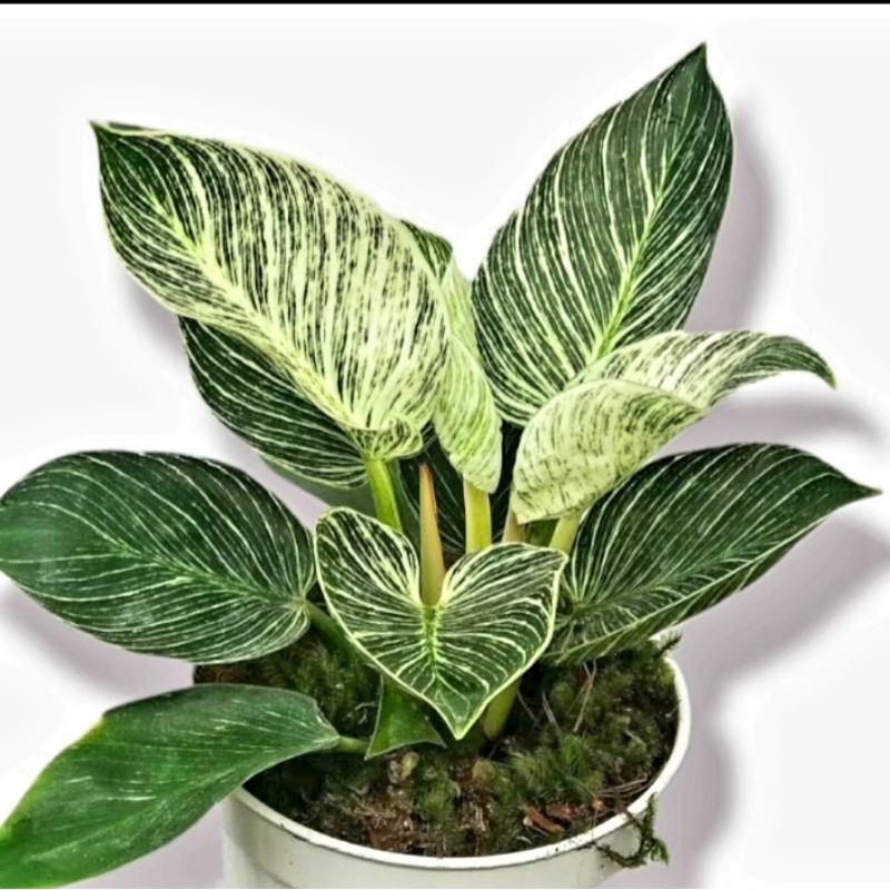 Tanaman Hias Philodendron Birkin / Pilo Birkin/ Syngonium murah/ Tanaman hias mini/ Bunga hidup/ tan