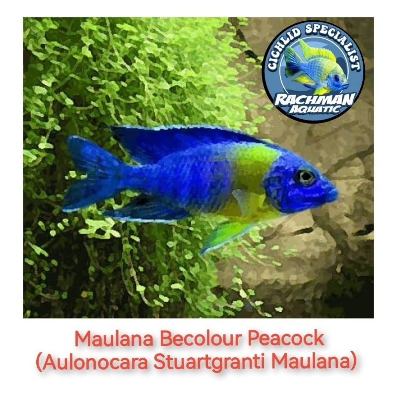 Maulana Becolour Peacock (Aulonocara Stuartgranti Maulana)