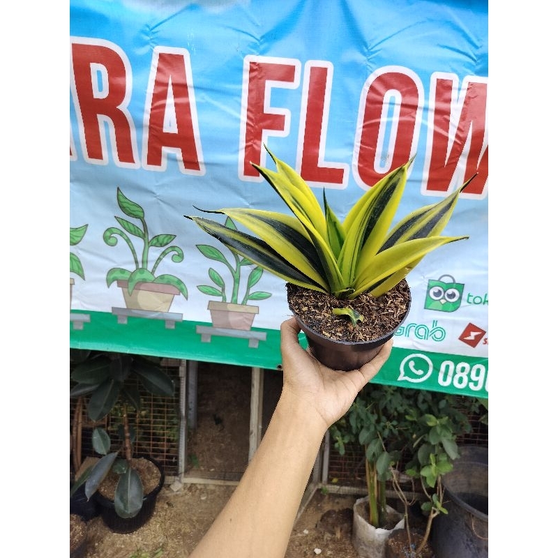 golden flame sensivera