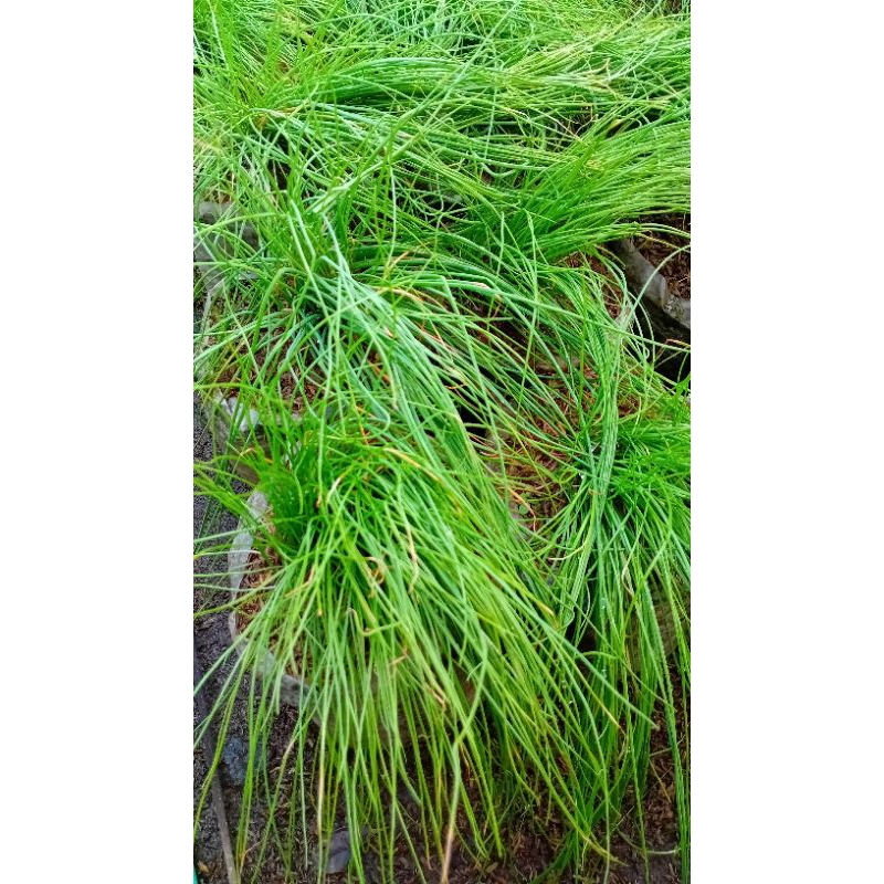 Tanaman bawang batak/lokio/bawang kucai