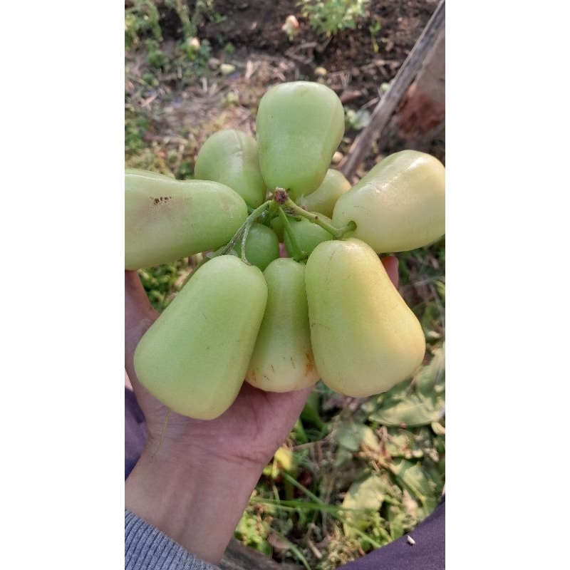 

jambu