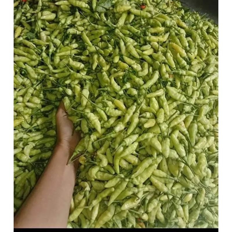 

cabe rawit hijow&putih pres seger alami langsung dari kebun 500grm