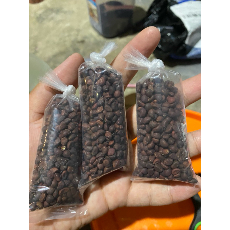 

benih kangkung
