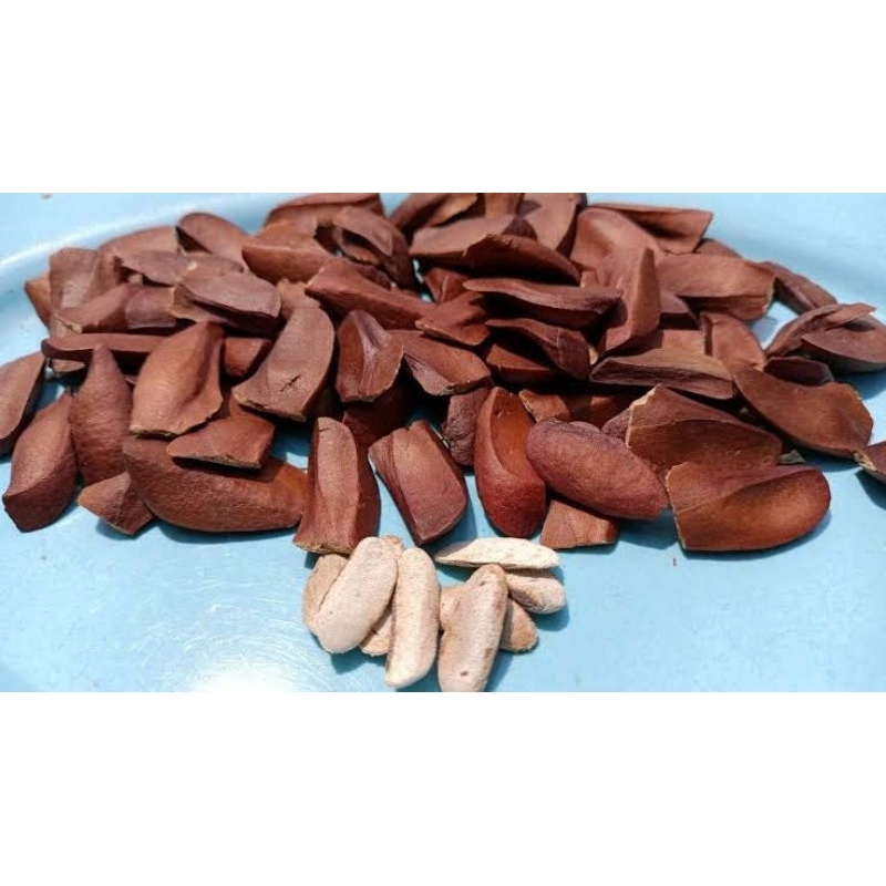 Biji Mahoni || Buah Mahoni || Obat Herbal Kangker