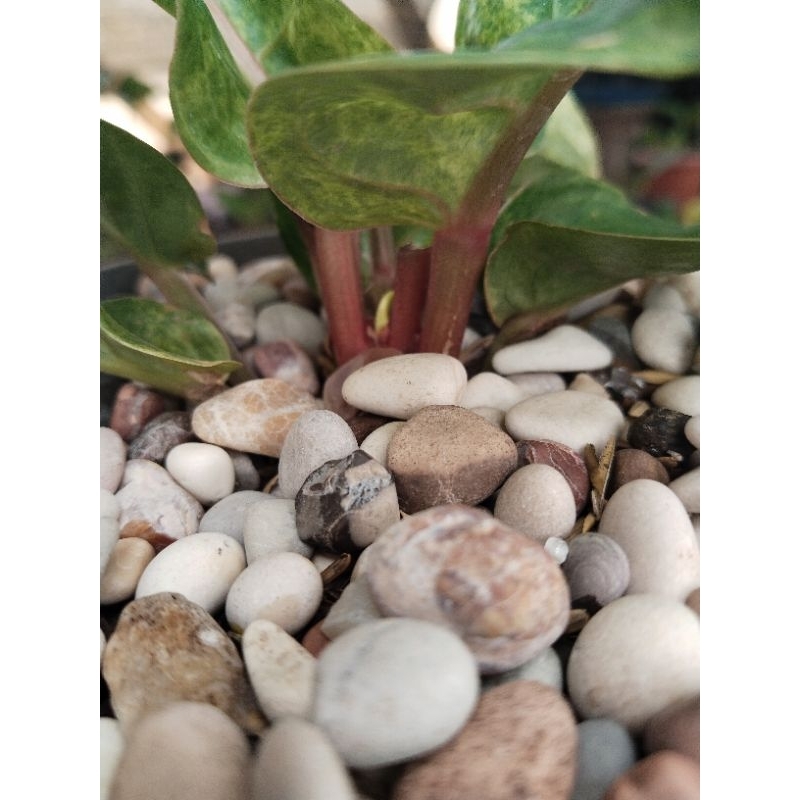 anthurium twister varigata ( stank merah) bonggol sudah tunas ( seperti obor)