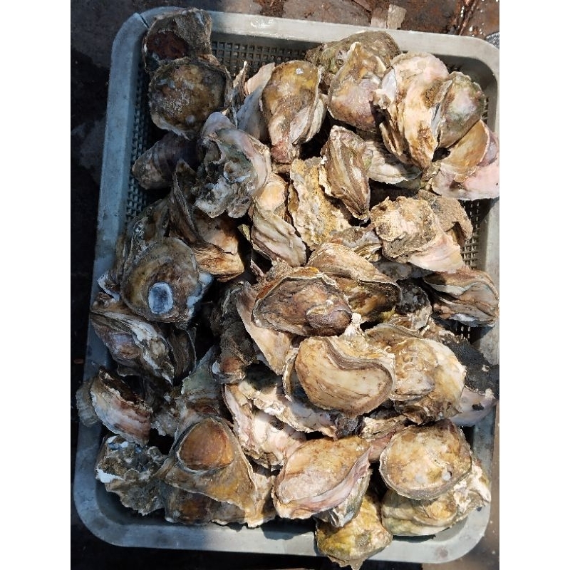 

Fresh oyster / oyster hidup / tiram