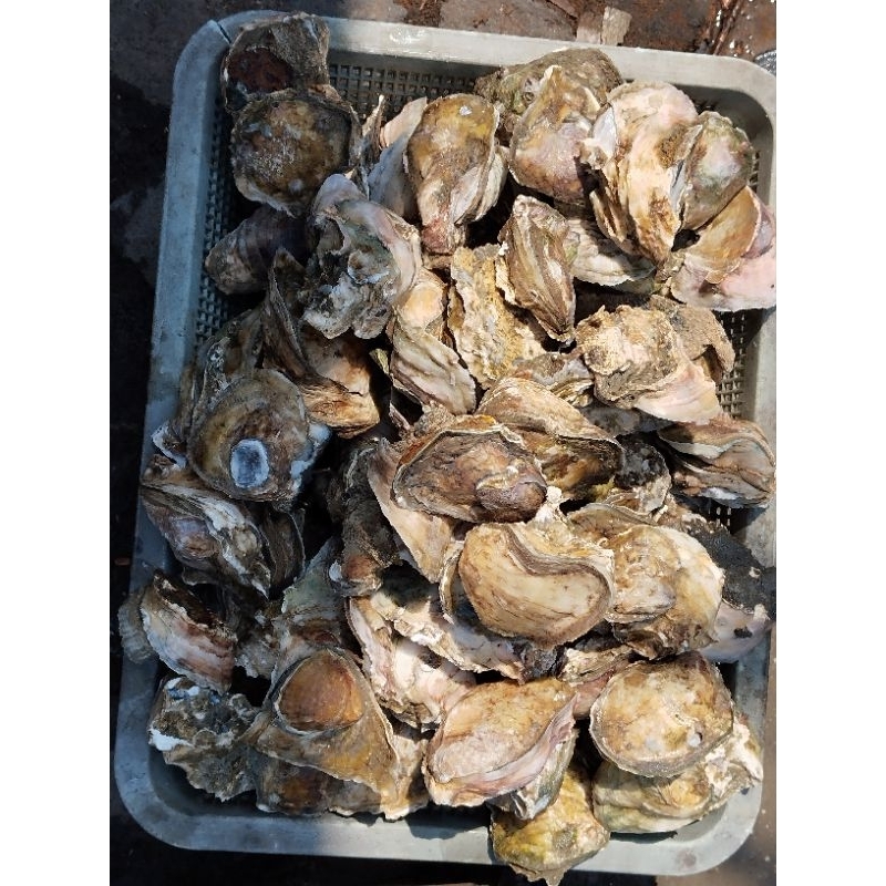 Fresh oyster / oyster hidup / tiram