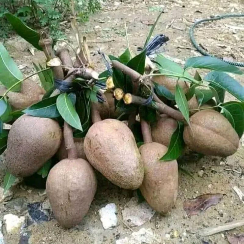 

buah mahoni 1kg