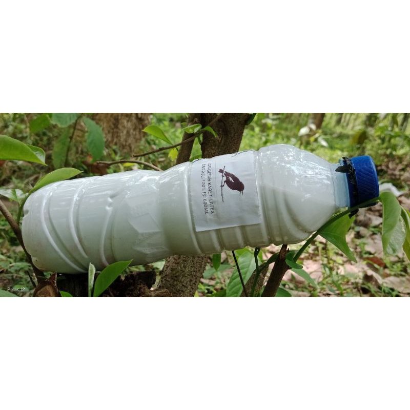 

getah karet mentah asli isi 600ml