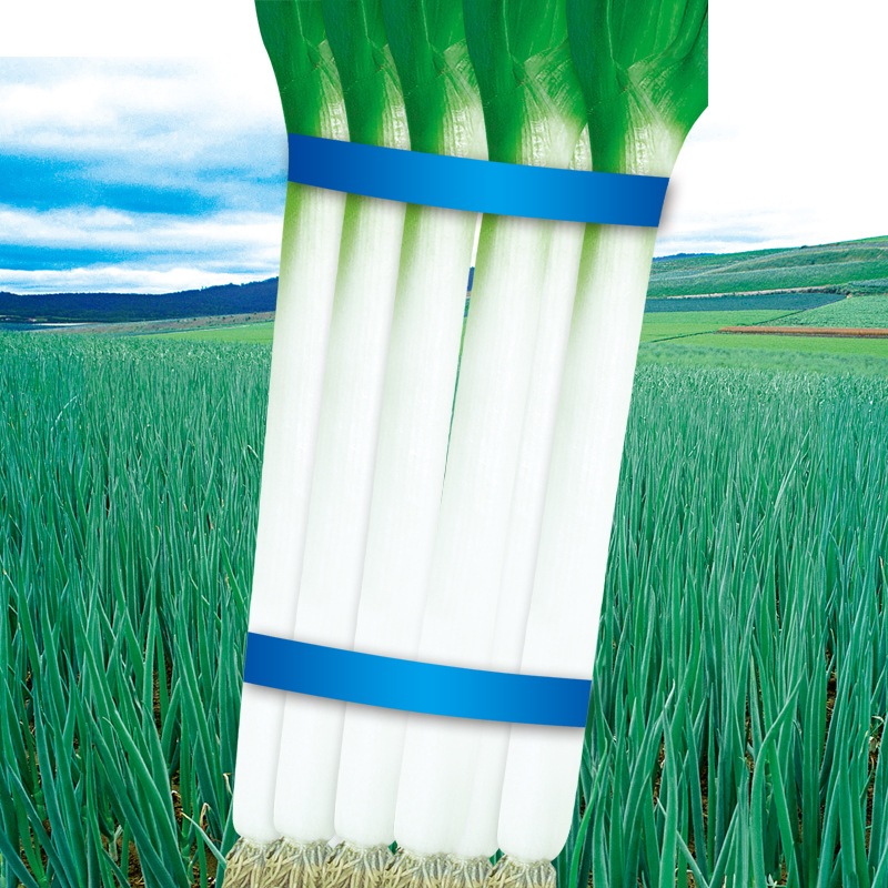 Benih Bawang Daun Super F1 Import 1000 biji