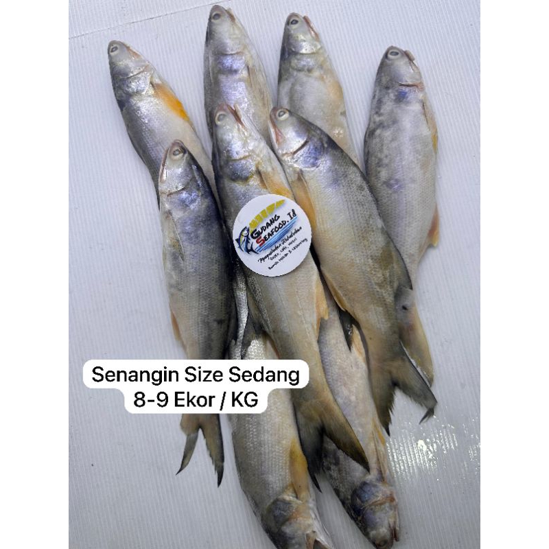 

Ikan Senangin size 8-9 Ekor / Kg 1 Pack = 1 Kg