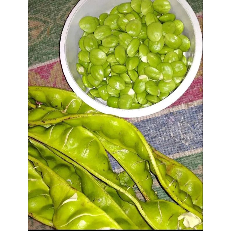 

PETAI/ENAK/ORIGINAL/DIPETIK LANGSUNG DIPOHON