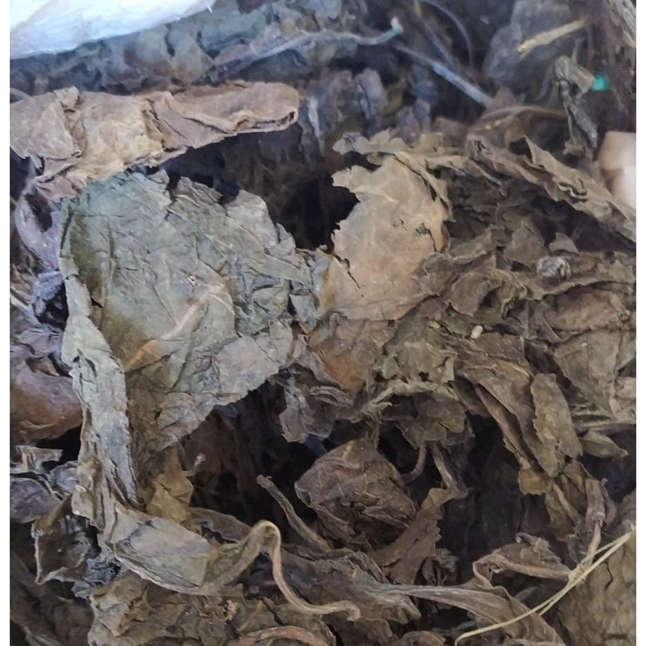 

Daun Ungu 100gr