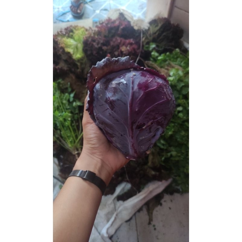 

kol merah