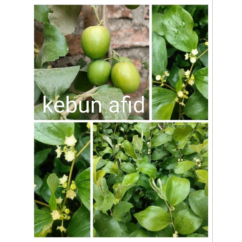 bibit buah apel putsa apel India
