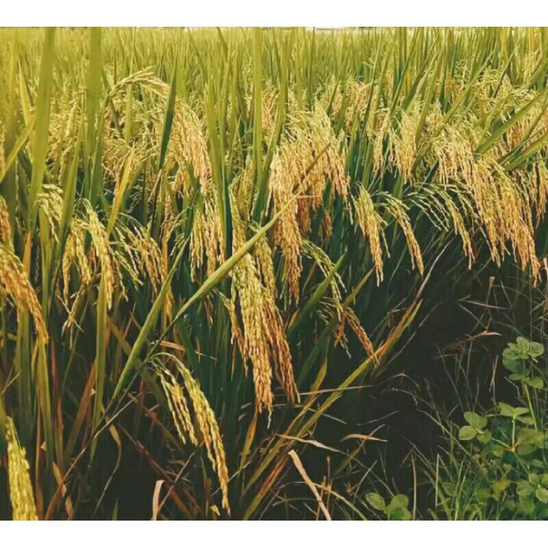 BENIH PADI INPARI 49 JEMBER INPARI 49 JUMBO terbaru tahan rebah bobot mantap 5KG