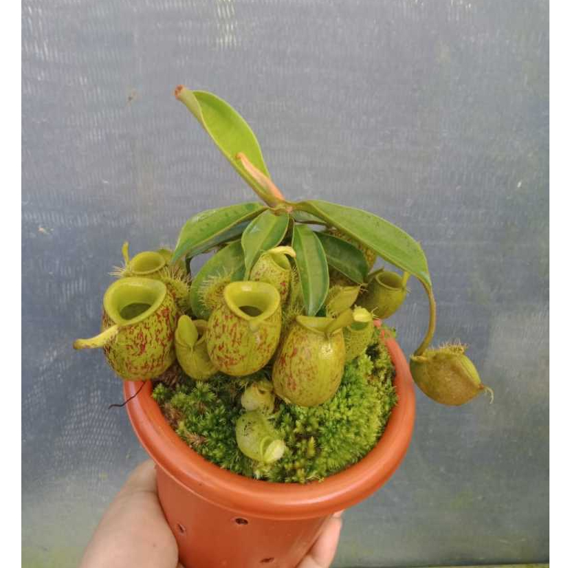 Nepenthes Ampullaria Kantong Semar | Tanaman Carnivora