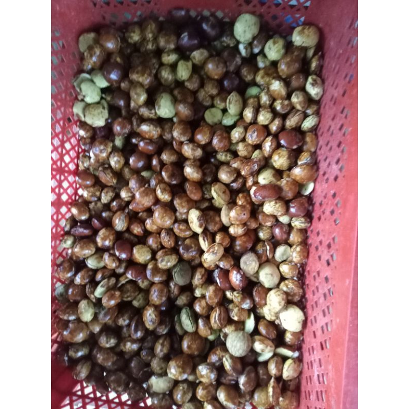 

Jengkol