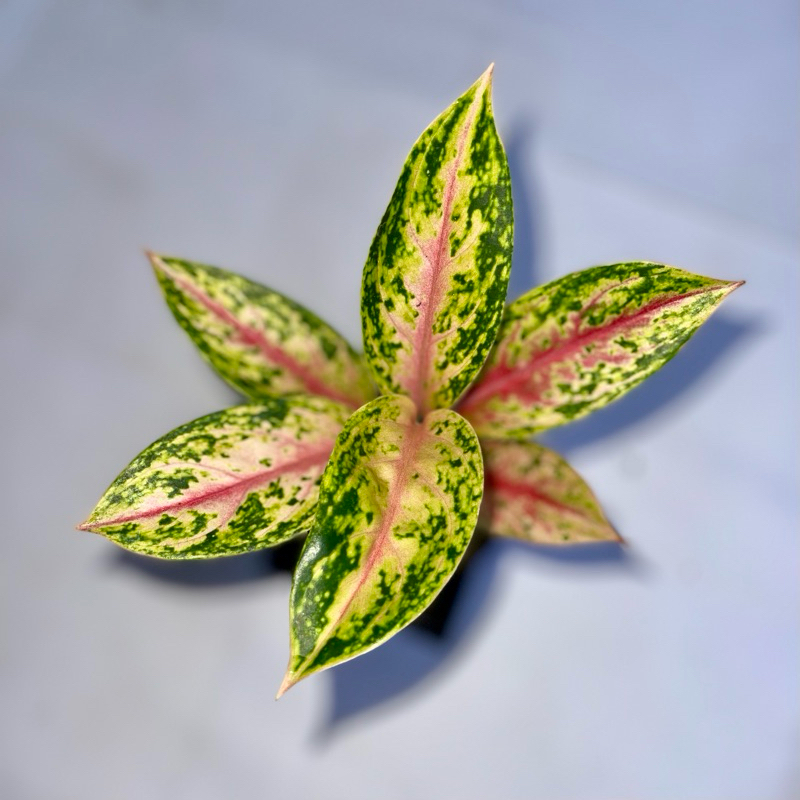 Aglaonema Serena