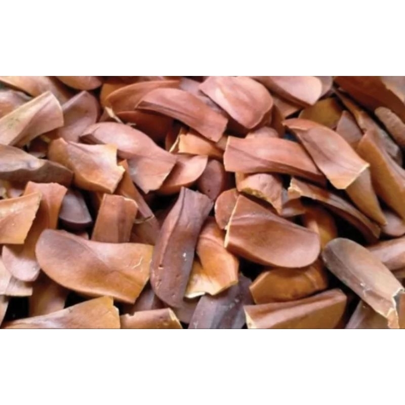 

Biji Mahoni asli | biji mahoni herbal 100gr