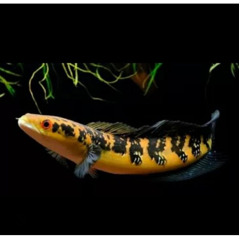 Hiasan Aquarium / Maru YS baby 8-10 cm