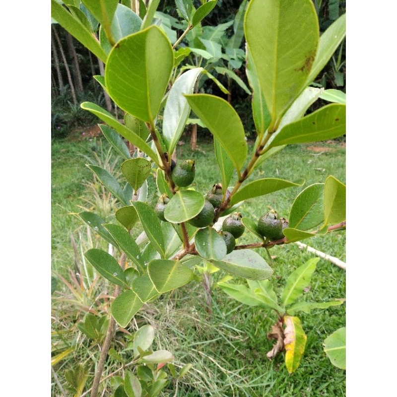 

Jambu cherry kuning, Jambu lemon, Psidium cattleyanum var. littorale