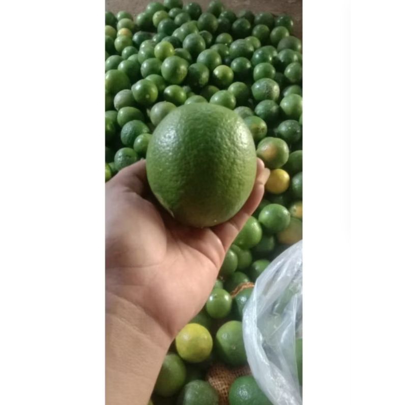 

JERUK LEMON LOKAL 1 KG