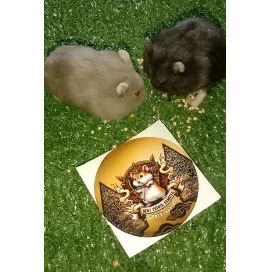 Hamster Campbell Sepasang Indukan