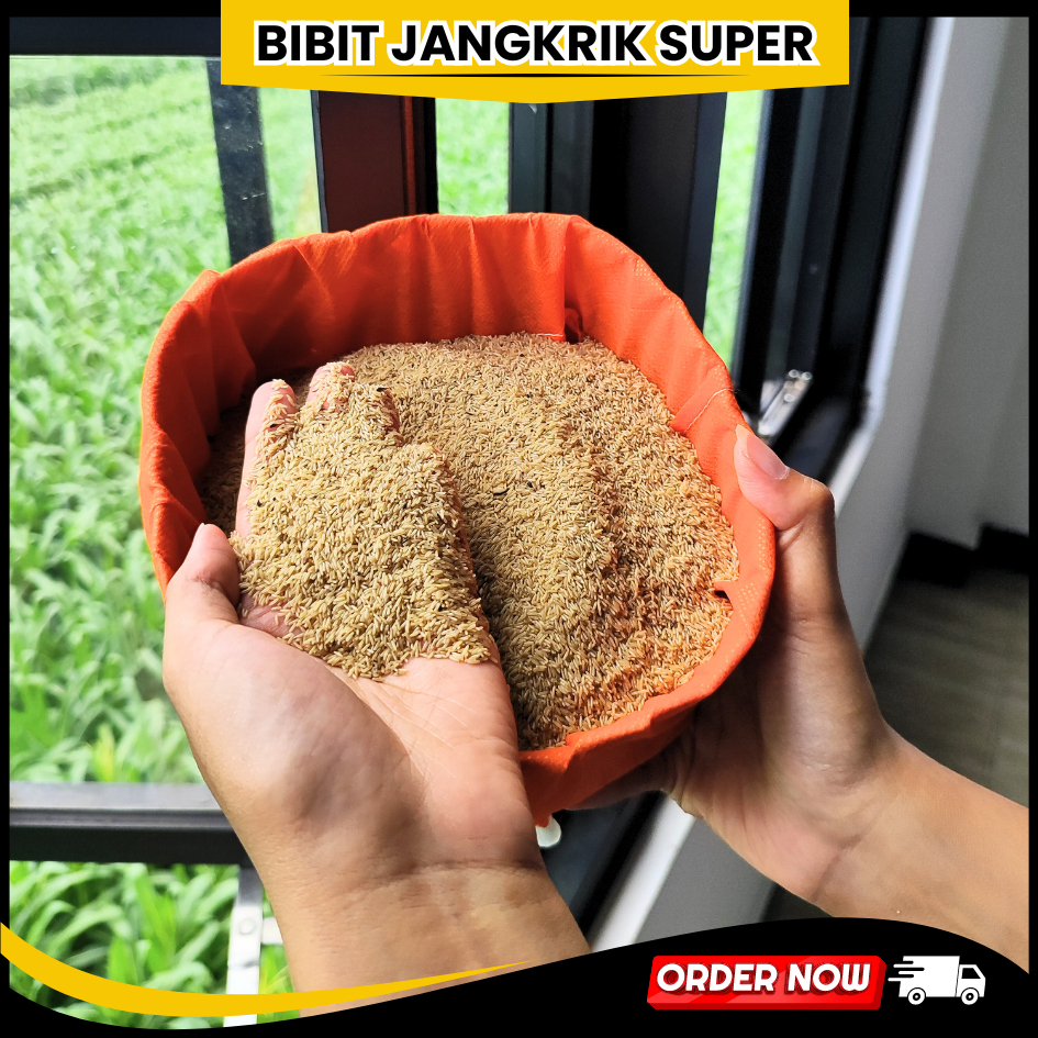 telur jangkrik alam kualitas unggul mulyono juragan jangkrik supplier telur jangkrik alam super jawa