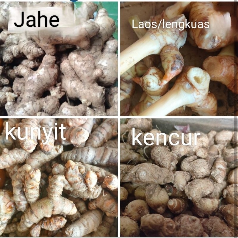 

Bumbu dapur Jahe / kunyit / kencur / Laos (lengkuas)