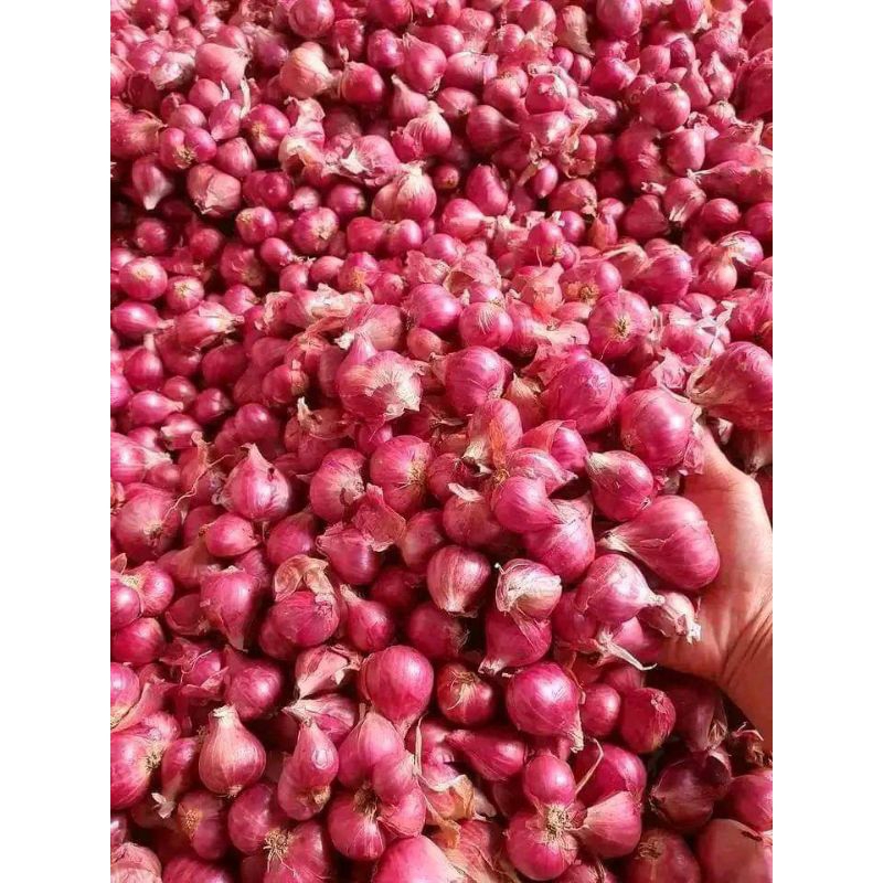 

bawang merah