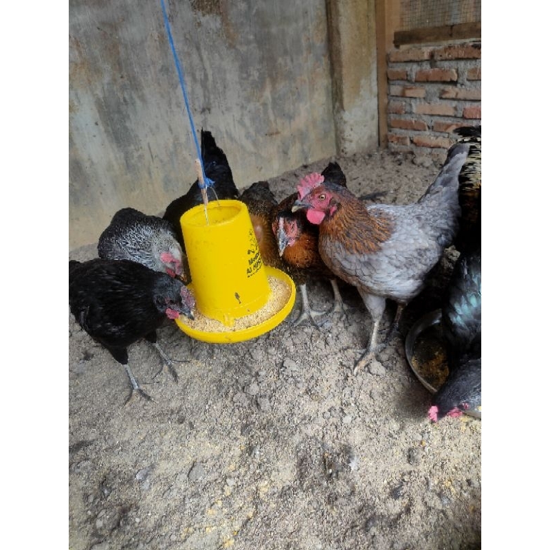 

Telur fertil ayam KUB2