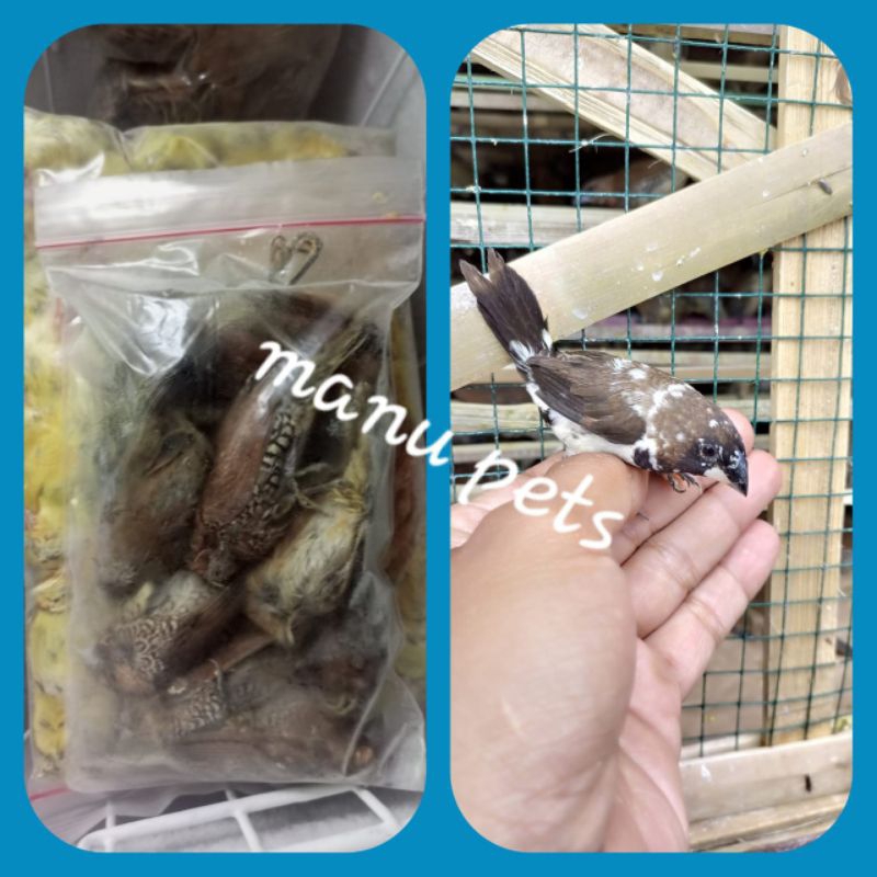 

burung emprit frozen press 10 pcs