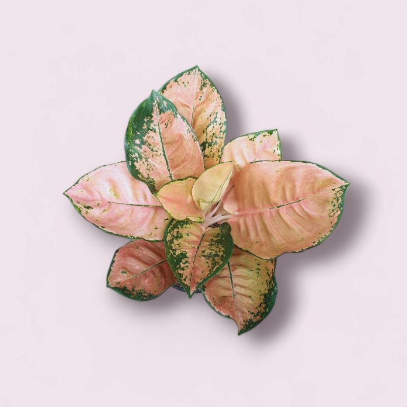 Aglonema Kochin Ebony