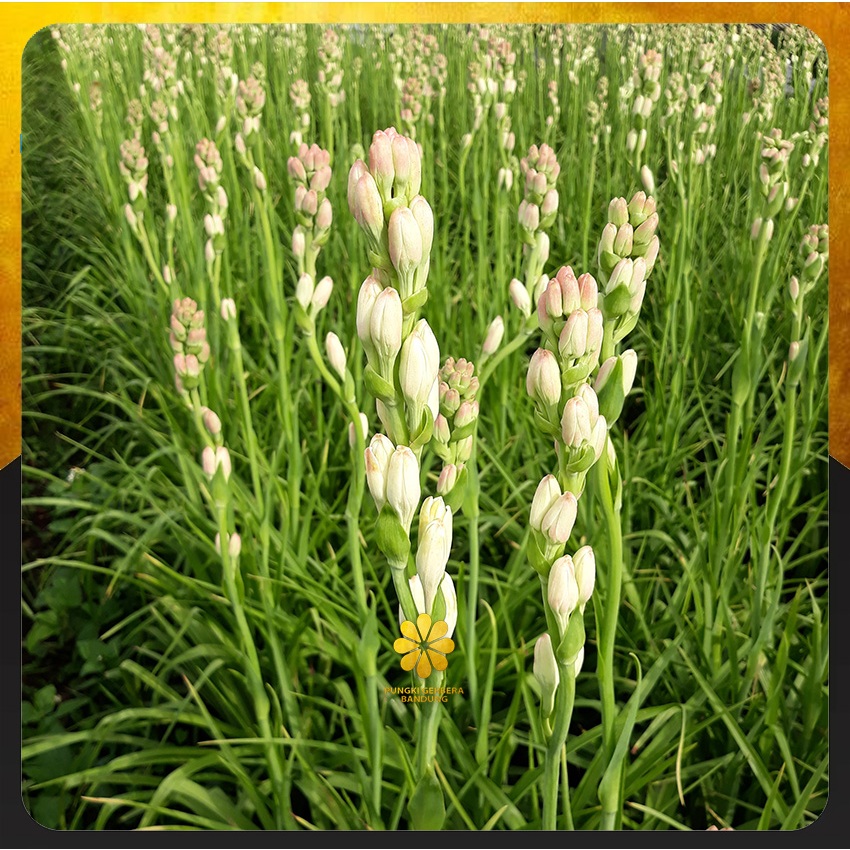 Bibit Sedap Malam - Umbi Bunga Sedap Malam Wangi