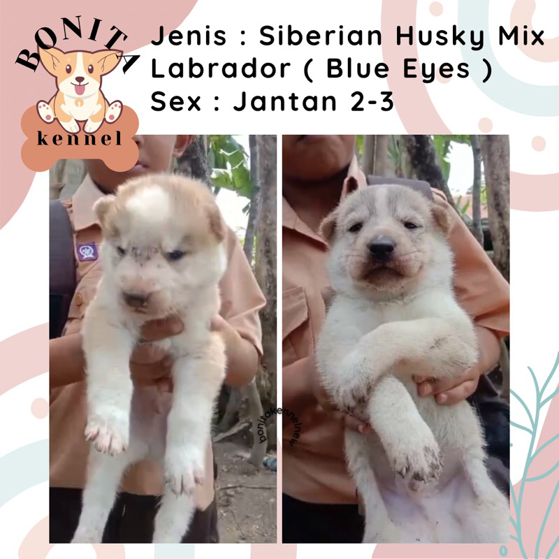 Siberian Husky Mix Labrador Blue Eyes Anak Anjing Husky Mix Labrador