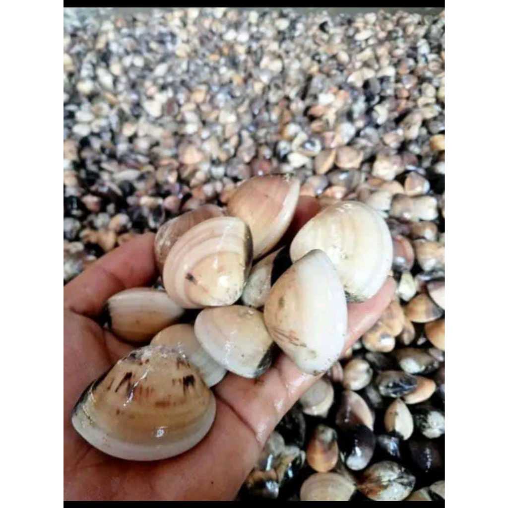 

Kerang Tahu Jumbo Frozen Food Beku Cemilan Makanan Olahan Enak