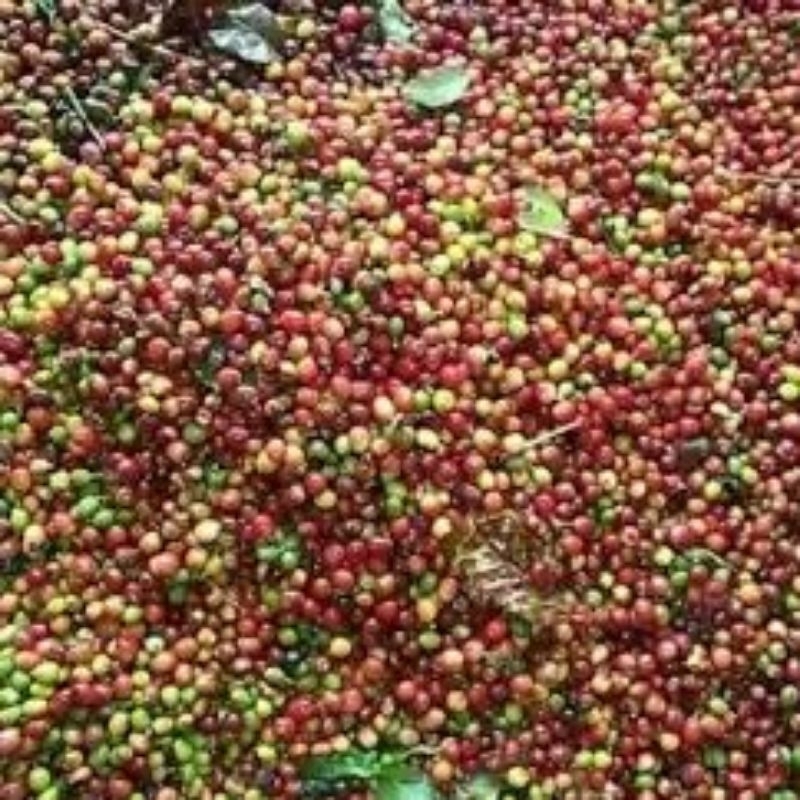 

biji kopi ateng arabika merah 1 kg