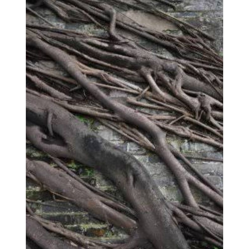 

Akar beringin akar pohon beringin segar 1 kg-az