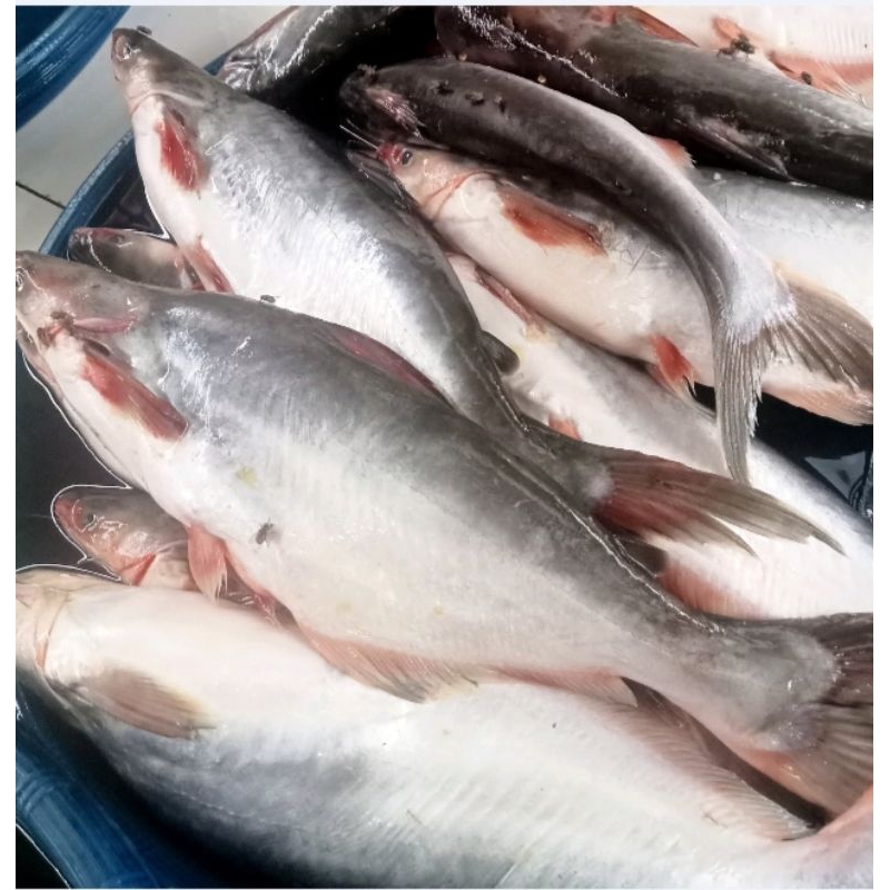 

ikan patin 1/2 kg