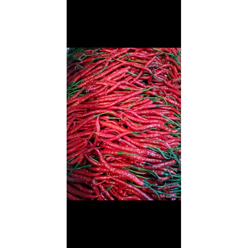 

cabai keriting merah super ktx 500grm