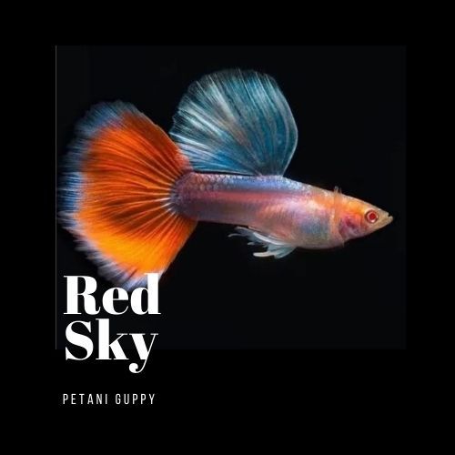 Dekorasi Aquarium Guppy Red Sky Grade A