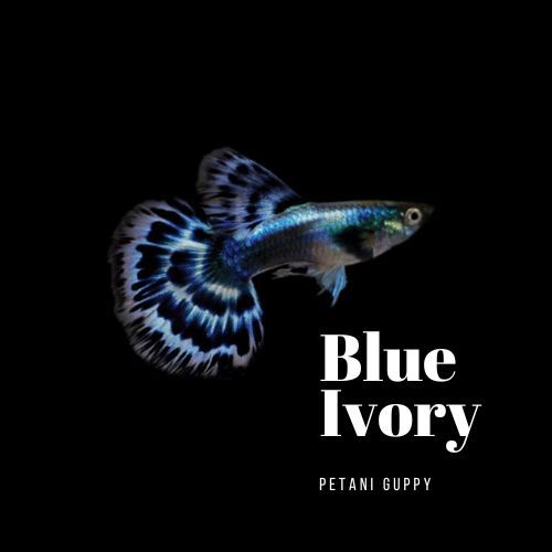 Dekorasi Aquarium Guppy Blue Ivory Grade A